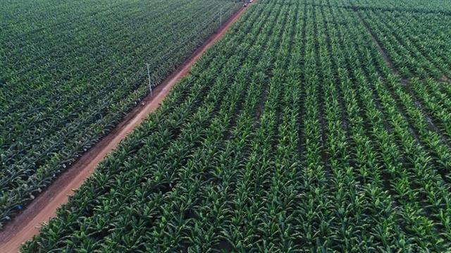 HAGL Agrico shares available for afternoon trading only