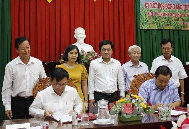 Long An co-operates with Lavi Agri to consume red dragon fruit