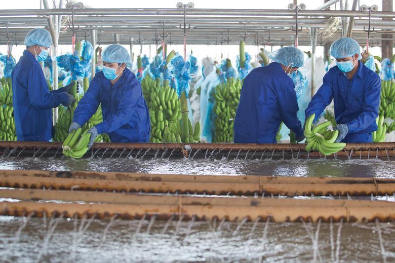 Agrico shares soar on earnings hopes due to food shortage