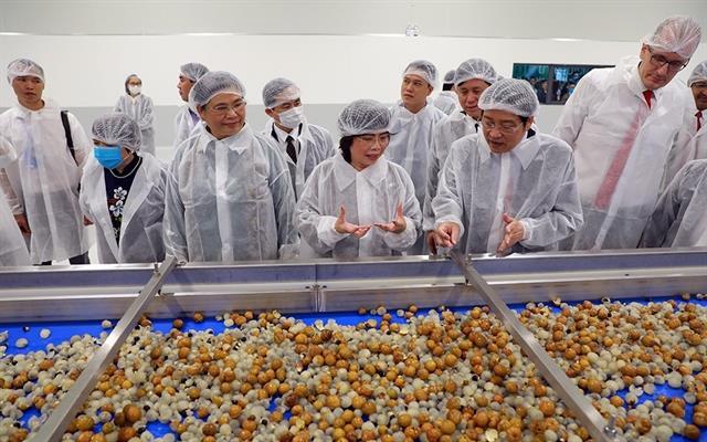 Fresh fruit and herb processing factory comes into operation in Son La
