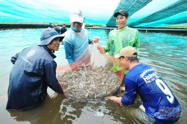 Bac Lieu should focus on hi-tech shrimp farming: deputy minister