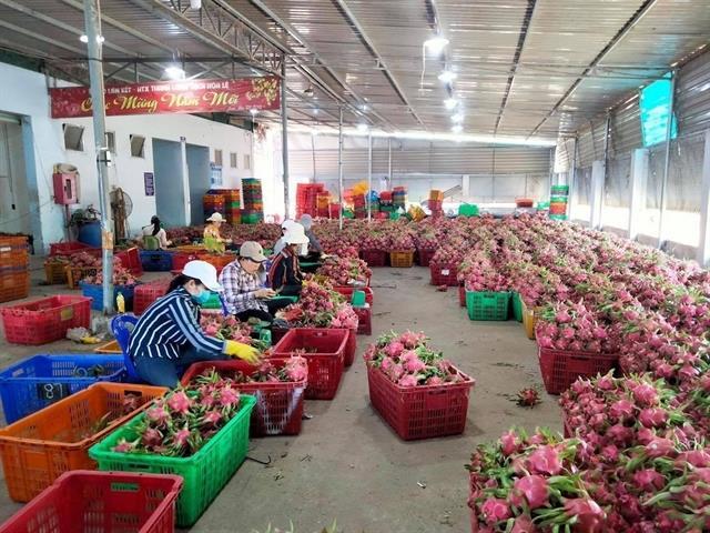 Geographical indication of Binh Thuan dragon fruit protected in Japan