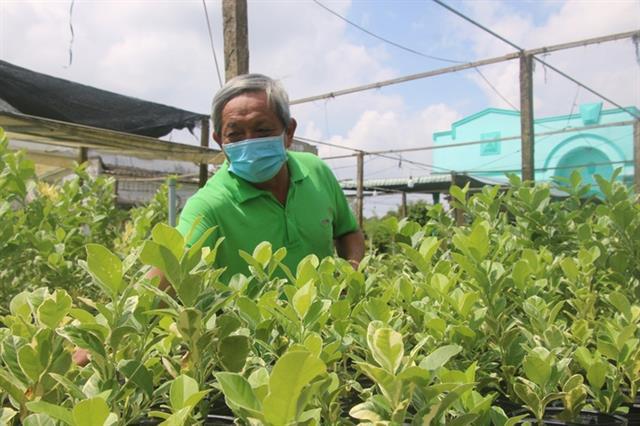 Flower farmers do not dare grow large quantities for Tet amid COVID uncertainty