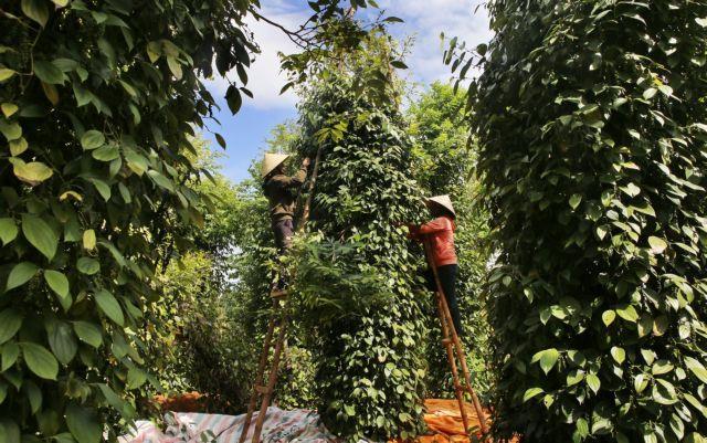 New project supports exports of quality black pepper to the EU