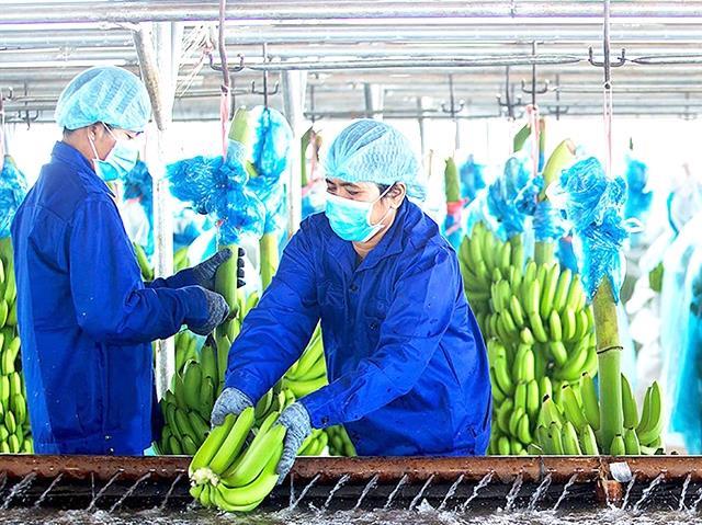 Hoang Anh Gia Lai JSC posts biggest loss in 2020