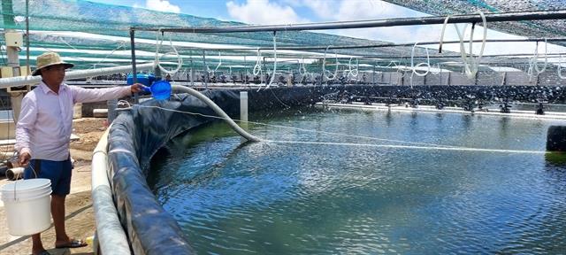 Ben Tres shrimp sector targets production value of 1 billion by 2025