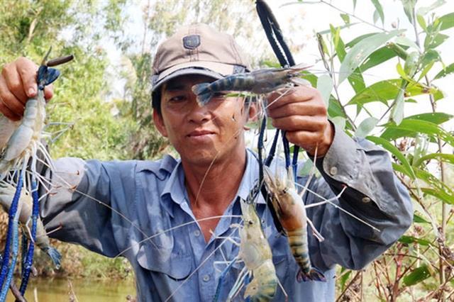 VNs shrimp exports expected to increase by year-end