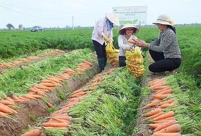 Hai Duong to host first-ever carrot harvest festival