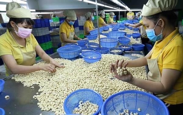 Vietnamese firms regain ownership of all 100 cashew nut containers in Italy scam