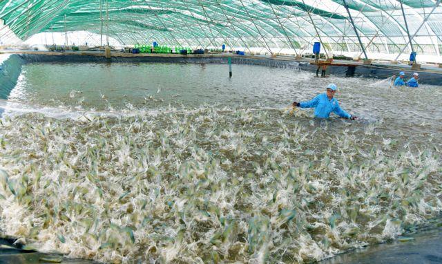 Vietnamese shrimp farms apply AI technology in production
