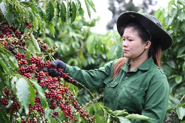 UKVFTA spreads the presence of Vietnamese coffee in the UK market
