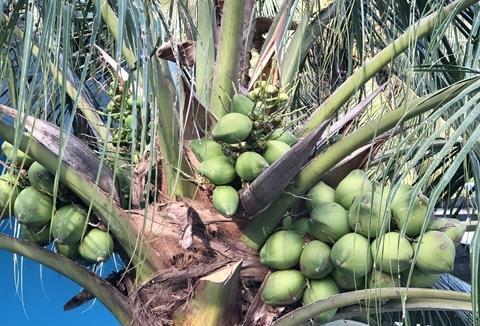 Viet Nam targets coconut product exports of 1 billion