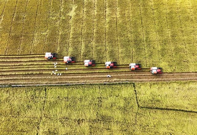 Ministry urges close watch on rice market as Indonesia aims to import two million tonnes