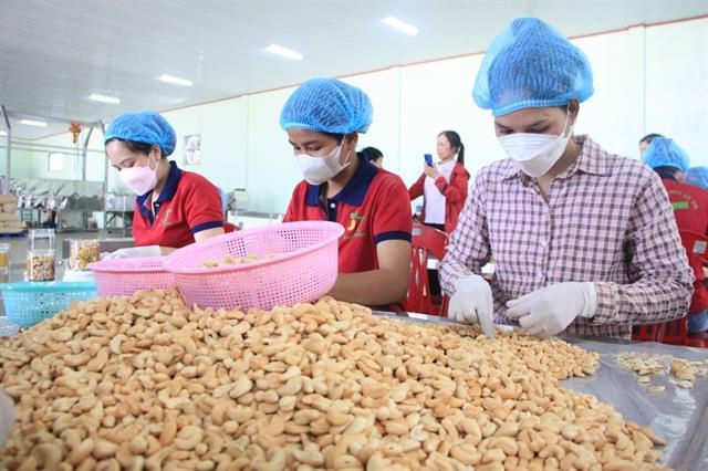 MoIT steps in regarding suspected scam in exporting cashew kernels to Dubai