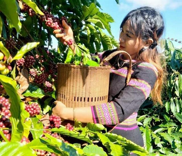Local ethnic community coffee brand recognised in Đắk Nông