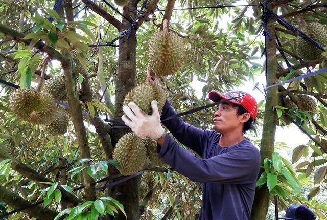Việt Nam completing procedures to export durian to India: Official