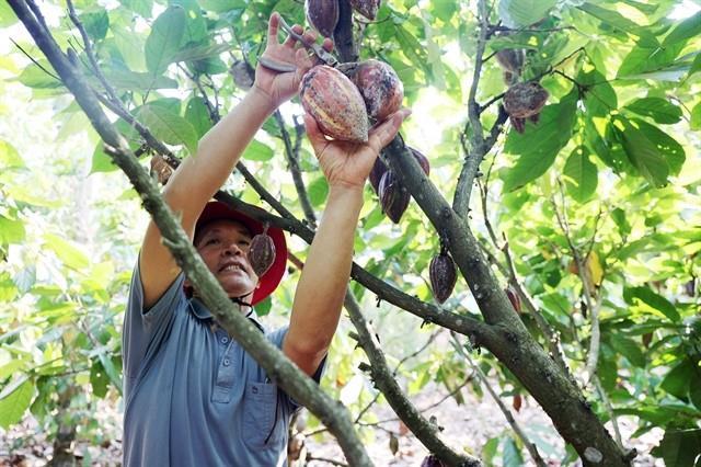 Cocoa prices surge, importers turn focus to Việt Nams growing regions