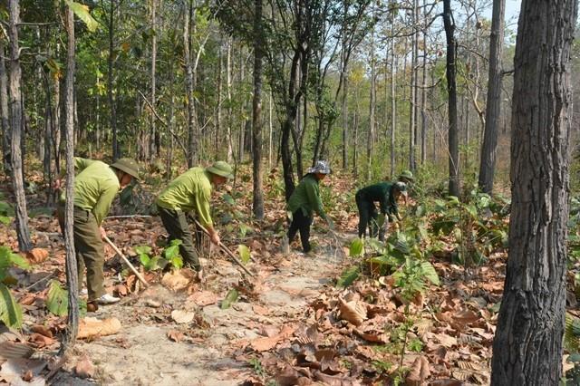 Đắk Lắk to carry out reforestation project worth over US19 million