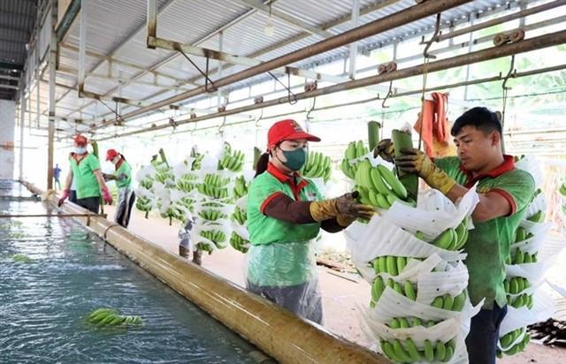 Đắk Lắk Province farm exports boom