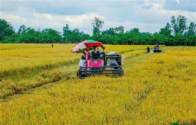 375 mln fund to boost high-quality, low-carbon rice production