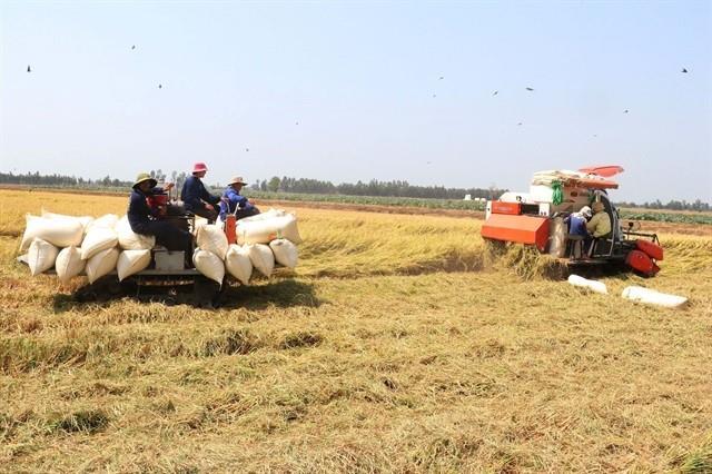 Việt Nam earns 1.43b from rice exports in Q1