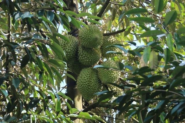 Fruit, vegetable exports likely to soar to record levels