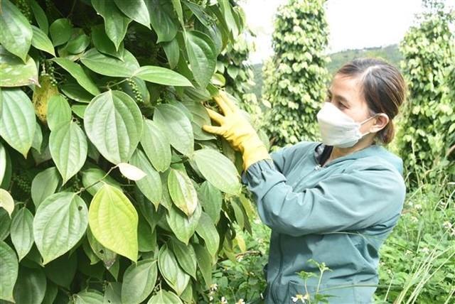 Domestic black pepper price hits all-time high