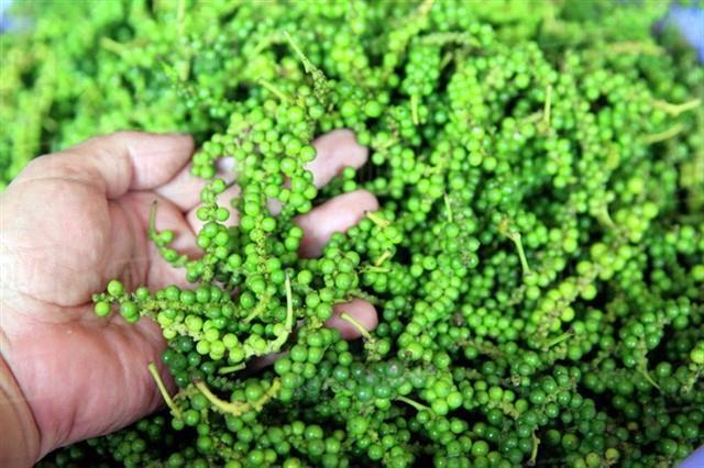 Vietnamese pepper sees a strong upward trend