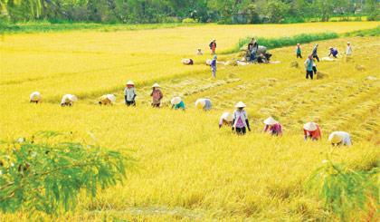 Vietnamese farmers thrive