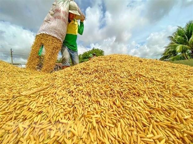 Rice exports expected to exceed 5 billion